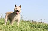 BOUVIER DES ARDENNES 110